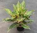 Dazzling Gem Aglaonema